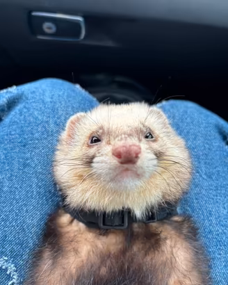 Furetto domestico