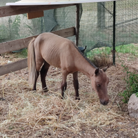 Mini pony