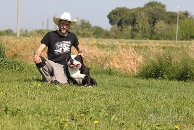 Joker american Bully per accoppiamento