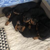 Cuccioli di rottwailer