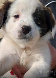 Cuccioli incrociati con Labrador