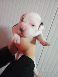 Cuccioli amstaff