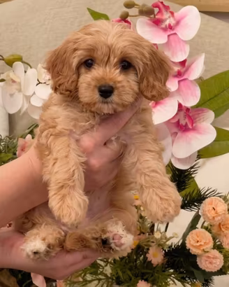 Cuccioli Cavapoo F1