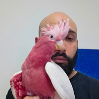Pappagallo cacatua lutino top quality
