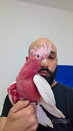 Pappagallo cacatua lutino top quality