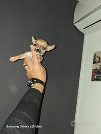 Chihuahua mini toy