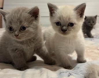 Gattini Scottish straight