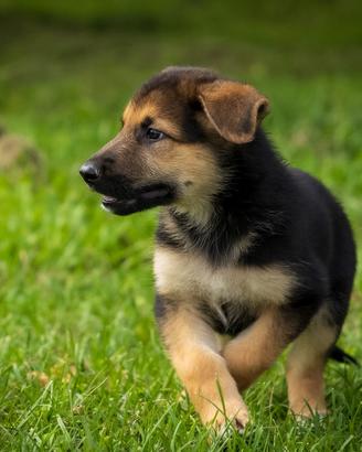 Cucciolo maschio pastore tedesco due mesi