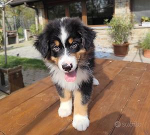 Roan cucciolo di pastore australiano