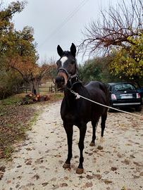 Cavalla purosangue inglese