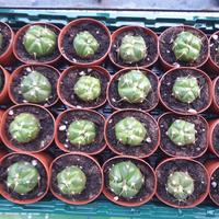 piantine grasse Gymnocalycium Horstii