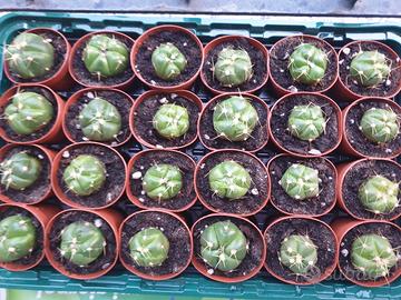 piantine grasse Gymnocalycium Horstii