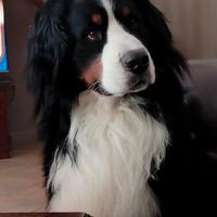 ARON Bovaro del Bernese
