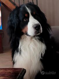 ARON Bovaro del Bernese