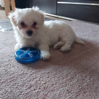 Cucciolo maltese