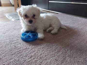 Cucciolo maltese