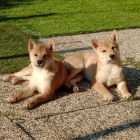 Cuccioli di Shiba Inu con pedigree ENCI