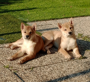 Cuccioli di Shiba Inu con pedigree ENCI