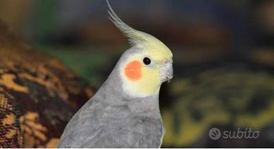 Targhetta in legno pirografata-calopsite