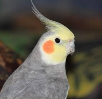 Targhetta in legno pirografata-calopsite