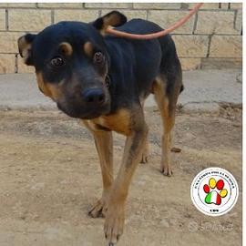 Maschio meticcio - 1 anno circa