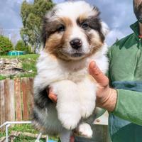 Due femmine blu merle pastore australiano