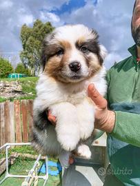 Ultima femmina blu merle pastore australiano