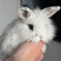 Coniglio nano a Novara