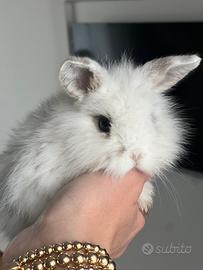 Coniglio nano a Novara