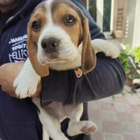 Disponibili cuccioli di beagle originali