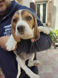 Disponibili cuccioli di beagle originali
