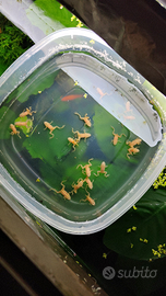 Rane nane Hymenochirus