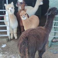 Femmina di alpaca