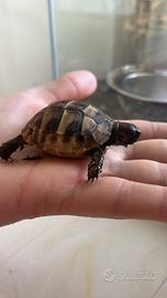 Tartaruga hermanni