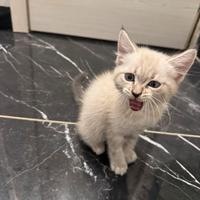 Gatto siamese