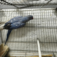 Parrocchetto dal collare