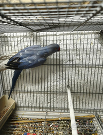 Parrocchetto dal collare