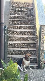 Cane Beagle