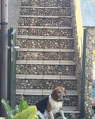 Cane Beagle