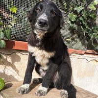 Cucciolo abbandonato mix border collie