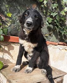 Cucciolo abbandonato mix border collie