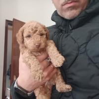 Ultimo Cuccioli di Barboncino Nano Red
