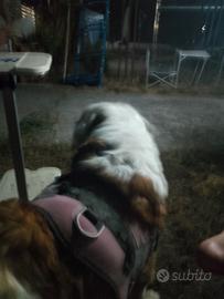 Cane san Bernardo