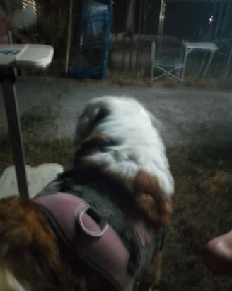 Cane san Bernardo