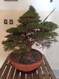 Bonsai,Pre Bonsai,Cipresso Toscano Yamadori