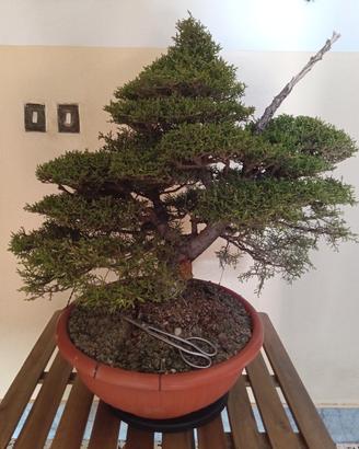 Bonsai,Pre Bonsai,Cipresso Toscano Yamadori