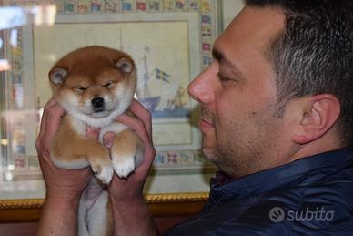 Shiba Inu cuccioli allevamento ufficiale Enci