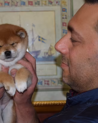 Shiba Inu cuccioli allevamento ufficiale Enci
