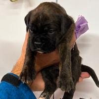 Cuccioli boxer