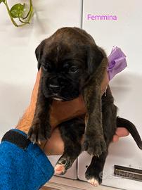 Cuccioli boxer
